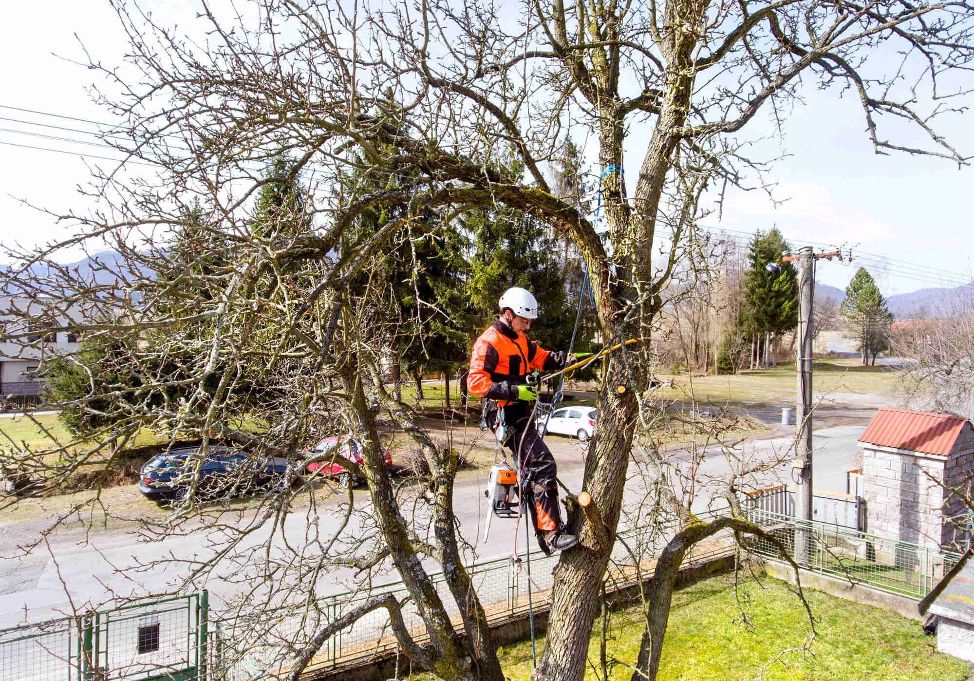 Högkvalitativ Trädröjning i Kättilstorp