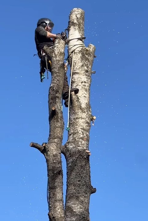 Snabb och pålitlig Lövblåsning i Talludden